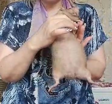 Крысы: Питомник крыс Rat Haus Love . Предлагает пару молодых крыс . Мальчик — 15