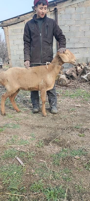 Баран, овца: Продаю | Овца (самка) | Арашан | Для разведения | Матка — 7