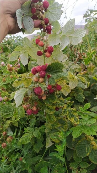 Малина: Малина Оптом — 4