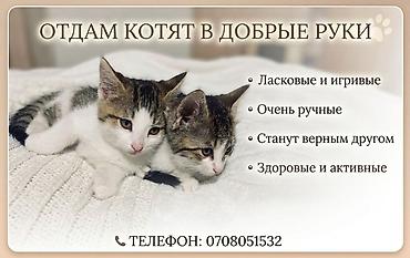 бенгальские кошки бишкек: Кошка даром: Беспородная, 2 месяца, Девочка — 1