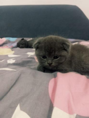 Продажа кошек: Скотиш Страйт (Шотландская прямоухая), 1 месяц, Мальчик, Голубой, Приучена к лотку — 12