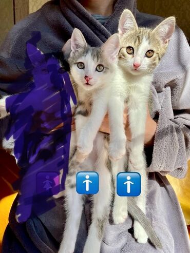 для кошек домик: 🐾 Три очаровательных котёнка ищут дом! 🐾 Этим домашним, ручным