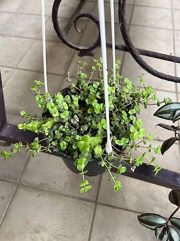 Otaq bitkiləri: Her cure guler var veregliyin baxin ancag xanimlara satiş olur Gencedi — 15