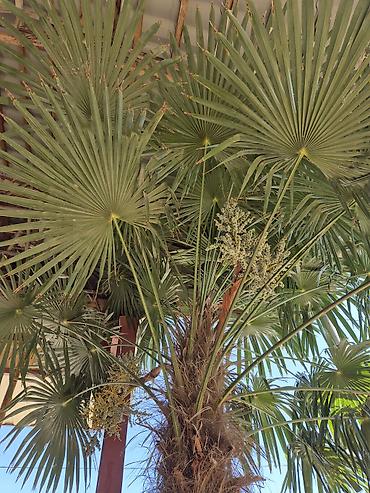 ev gülleri ve adlari: Satılır: dekorativ palma ağacı (Trachycarpus fortunei – külək palma) — 2