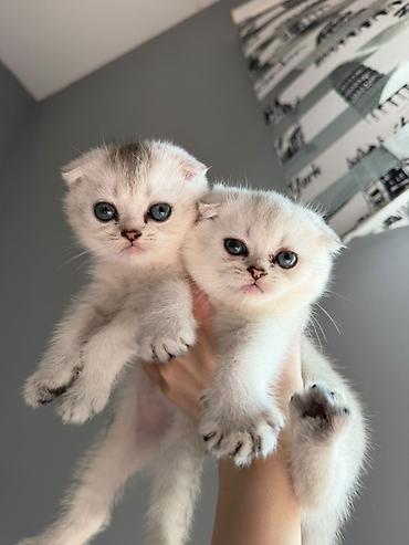 Кошки: Золотая шиншилла, Самка — 1