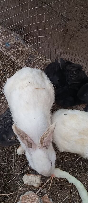 Коровы, быки: 2 Ana 8 Bala dovsan bakida yeni suraxanda hamisi 50 manat