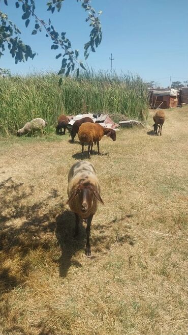 Qoyunlar, qoçlar: Məhsul: Qoyunlar (heyvandarlıq üçün) Təsvir: - Şəkillərdə təsərrüfat — 6