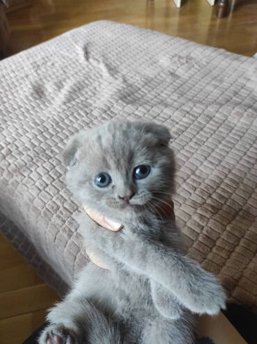 Pişiklər: Şotland yastı qulaq, Dişi, Erkək, Ünvandan götürmə — 14