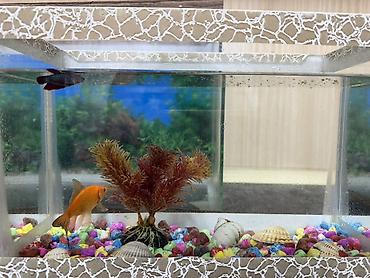 akvarium filter: Akvaryum dəsti – dekorativ balıqlar və aksesuarlarla - Şüşə akvaryum — 3