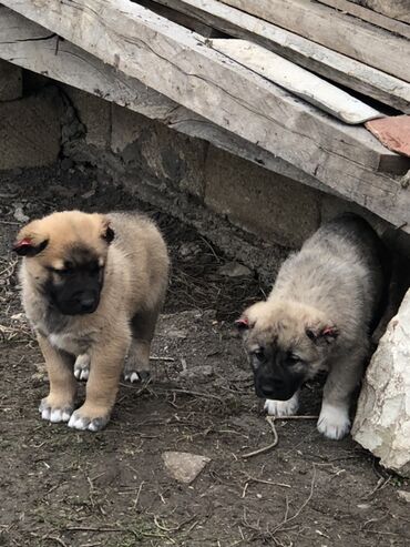 İtlər: Qurdbasar, 1 ay, Erkek — 12