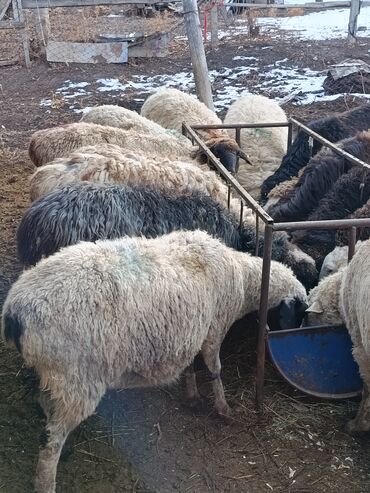 Бараны, овцы: Продаю | Ягненок | Меринос | На забой | Кастрированные at lalafo.kg — 6 Бараны, овцы: Продаю | Ягненок | Меринос | На забой | Кастрированные — 6