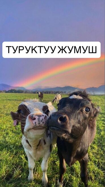 работа для инвалидов на дому: Мал-чарбага жардамчы керек. 1. Айыл чарбада тажырыйбасы бар 2. Адал