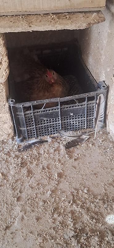 Kənd təsərrüfatı quşları: Toyuq, Yumurtalıq — 3