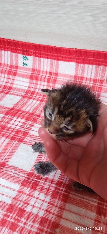 Кошки: Мейн-Куны 🥰🥰🥰 Предлагаются к брони котята Рысята ❤️ — 6