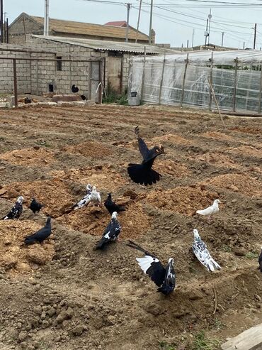 bakida cins ineklerin satisi: 22 eded goyercin satilir 
qara cil
razilasma yolu ile