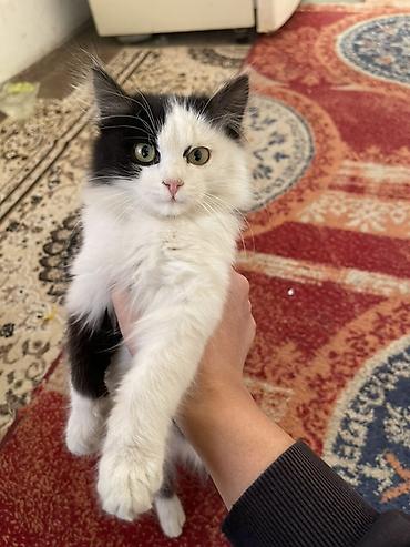 акита щенок: Кошка даром: Беспородная, 3 месяца, Девочка — 2