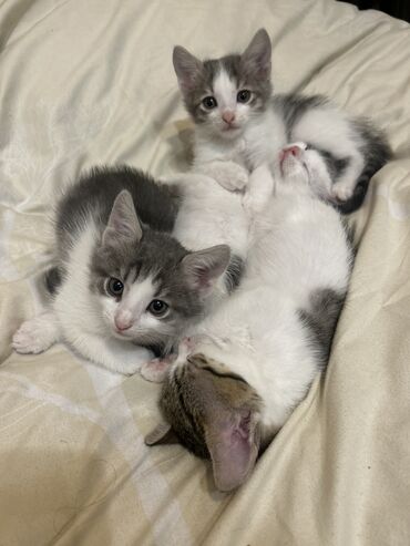 Pişiklər: Dişi, Yaxşı əllərə -da lalafo.az — 8 Pişiklər: Dişi, Yaxşı əllərə — 8