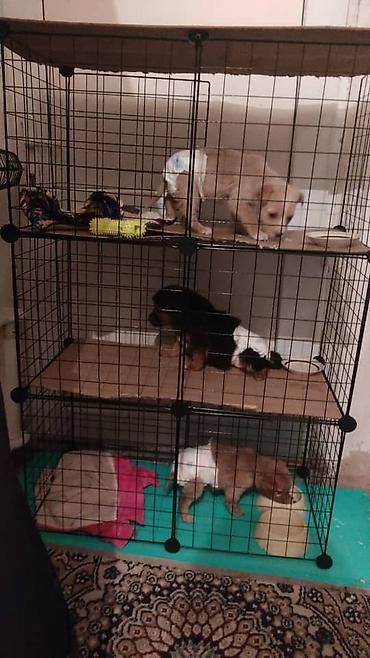 Отдам даром собаку: ПРИЮТ У НАС Собачки на любой вкус это приют все собачки привитые — 7