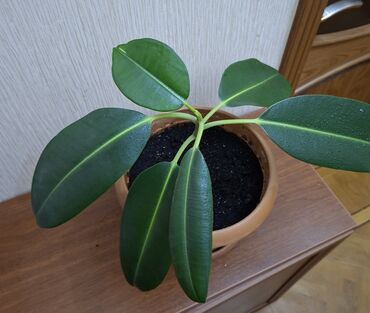 фикус али: Фикус каучуконосный или эластика Робуста (Ficus elastica Robusta)
