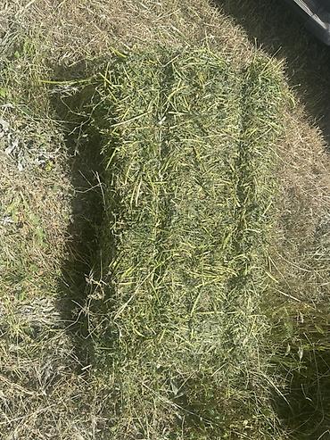 Корма для с/х животных: Люцерна (кормовая трава) — скошенная и высушенная для заготовки — 5