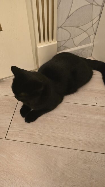 котёнка в добрые руки: Самец