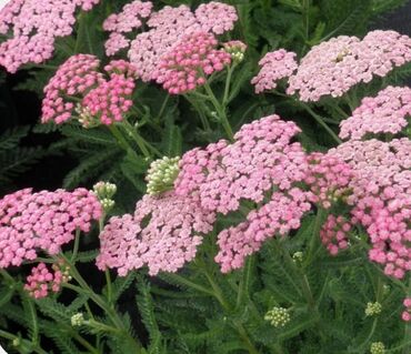 Садовые цветы и кустарники: Саженцы цветка — 12