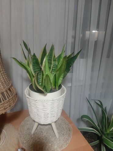 Другие комнатные растения: Комнатные растения в кашпо В продаже крупная коллекция — 11