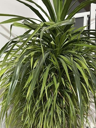 цветы драцена: Комнатное растение: драценa (вероятно Dracaena marginata/компактная — 1