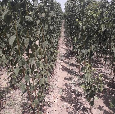 Şitillər: Alça qələmi "saglam tinglər saglam bagçiliqin təminatidir"🌱 yeni əkin — 4