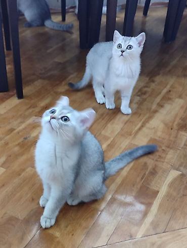 Pişiklər: Şotland, Ünvandan götürmə — 1