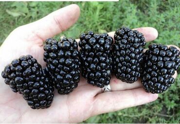 Ежевика: Ежевика — 3