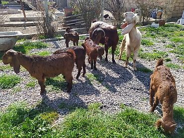 Digər kənd təsərrüfatı heyvanları: Hələb keçiləri satılır.2ana 5bala — 7