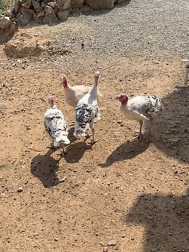 Qarışıq ev quşları satılır - Hind toyuqları (hinduşka və paltarlı