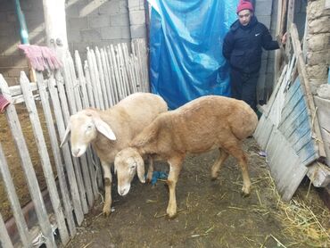 Баран, овца: Продаю | Баран (самец) | Для разведения | Осеменитель — 4