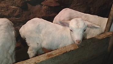 Козы, козлы: Продаю | Козлёнок | Для разведения — 28