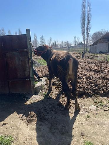 Коровы, быки: Продаю | Бык (самец) | На откорм | Племенные at lalafo.kg — 17 Коровы, быки: Продаю | Бык (самец) | На откорм | Племенные — 17