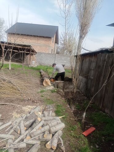 Другие услуги: Услуги арбориста обследование дерева и экспертная оценка его — 5