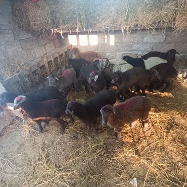 Quzu: Salam hervaxdız xeyir saxlamlıq quzularm cxdı satqa isdiyen elaqe — 22