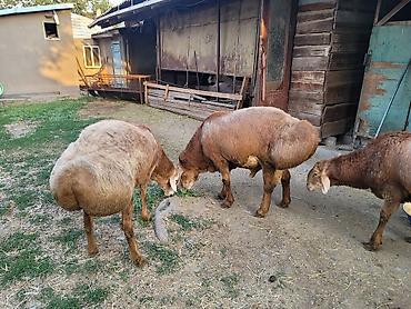 Баран, овца: Продаю | Баран (самец) | Для разведения — 7