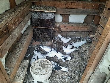 amadin quşu: 11 dene goyercindu hamsi ag ve nisanlidi 3.ya 4.boyngludu cepdi — 1