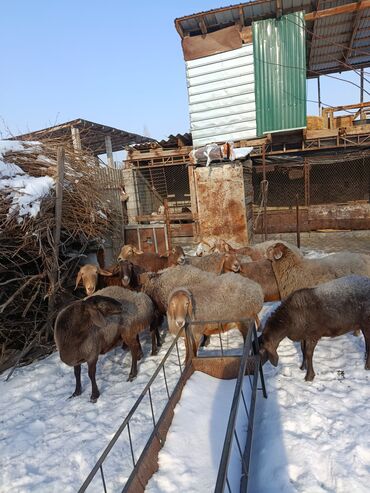 Баран, овца: Продаю | Овца (самка) | Арашан | Для разведения | Котные — 8