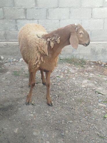 продажа баранов в бишкеке: Продаю | Овца (самка) | Для разведения | Матка