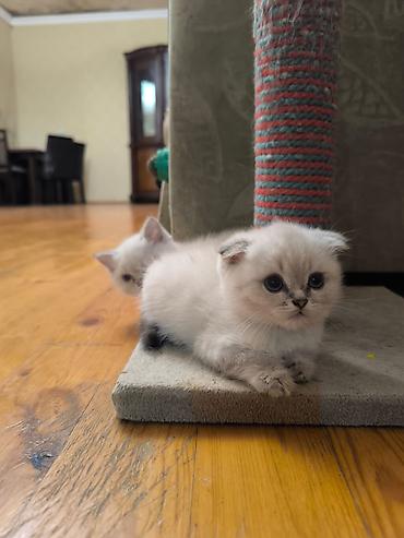 Pişiklər: Şotland — 2