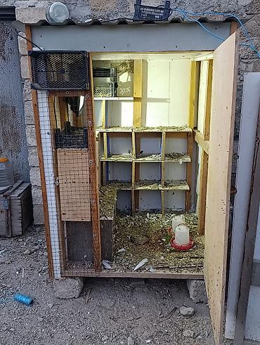 qus yuvasi duzeltmek: Quşxana/kümes satılır - Material: taxta karkas, ön tərəf kontrplak — 5