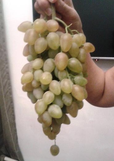 Спил деревьев, заготовка дров: Правильная обрезка плодовых деревьев и винограда. Обрезка 2026 — 19