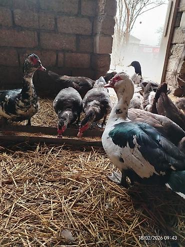 Ördəklər: Erkək, | Lal ördək, Damazlıq — 1