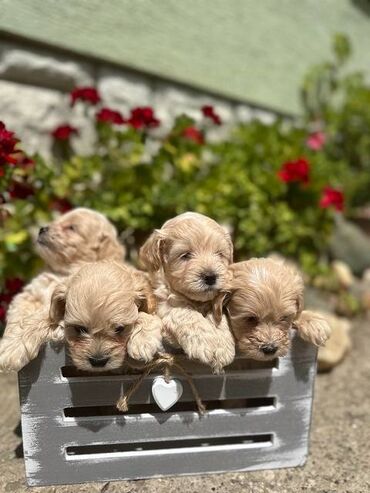 Psi: Maltipoo kucici savrsenog izgleda i genetike FCI 7493 posetite nase — 3