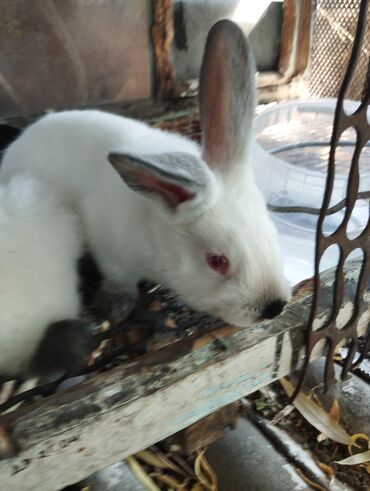 Кролики: Продаю | Крольчата | Калифорнийская | Для разведения | Племенные
