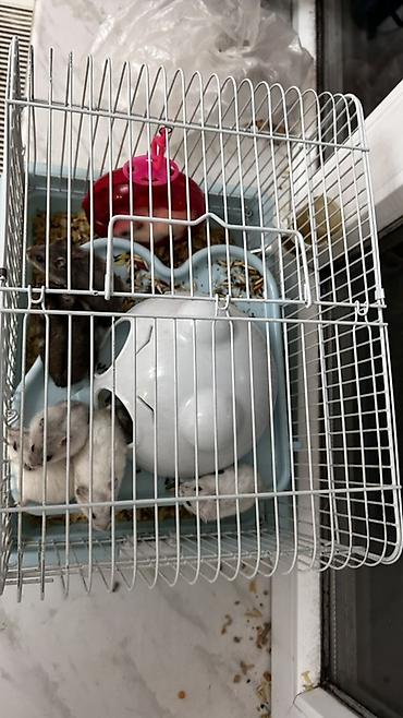 hamster satisi: Salam Qəfəs qarisiq satılır 8 Ədəd Hamster var içərsində. Gelen ay — 2