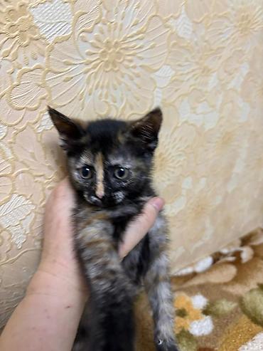Кошки: Отдам в добрые ручкизамечательных котят Котята, домашние, возраст — 4
